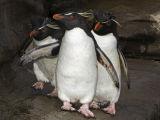 Rockhopper Penguins